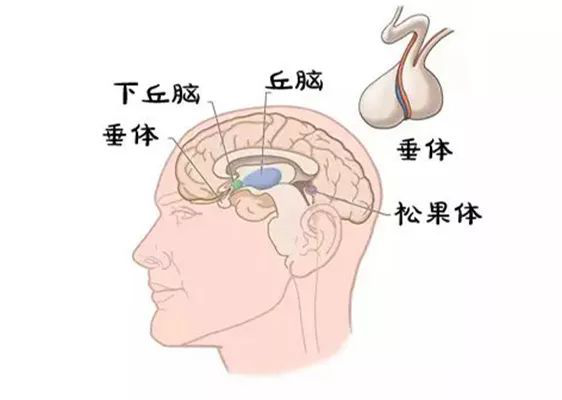 使用生长激素，有副作用吗？