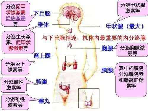 生长激素