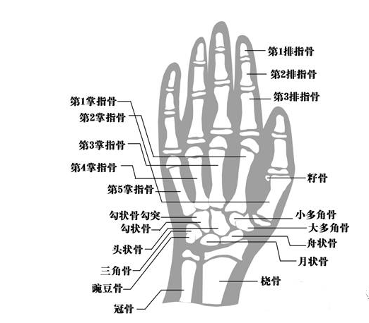 生长激素  骨龄