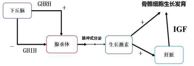 生长激素