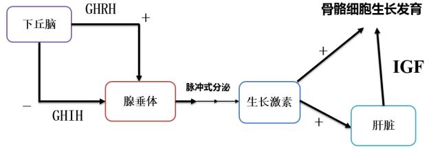 生长激素激发