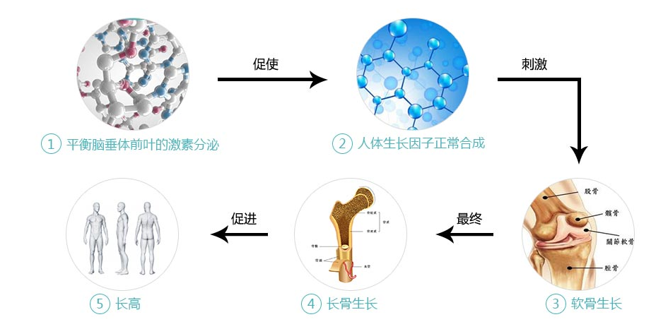 生长激素