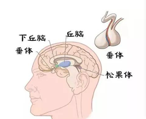 生长激素价格科普