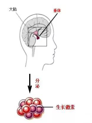 打生长激素能让孩子长高吗