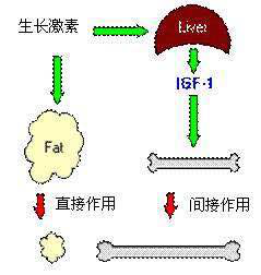 打生长激素有什么影响