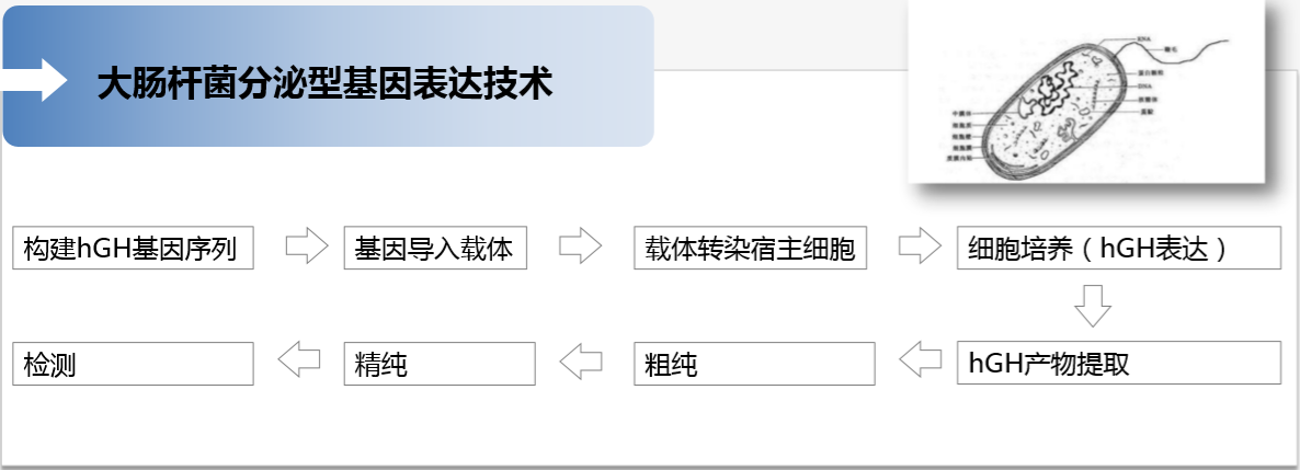 国内比活性最高的生长激素粉剂 ——安苏萌粉剂