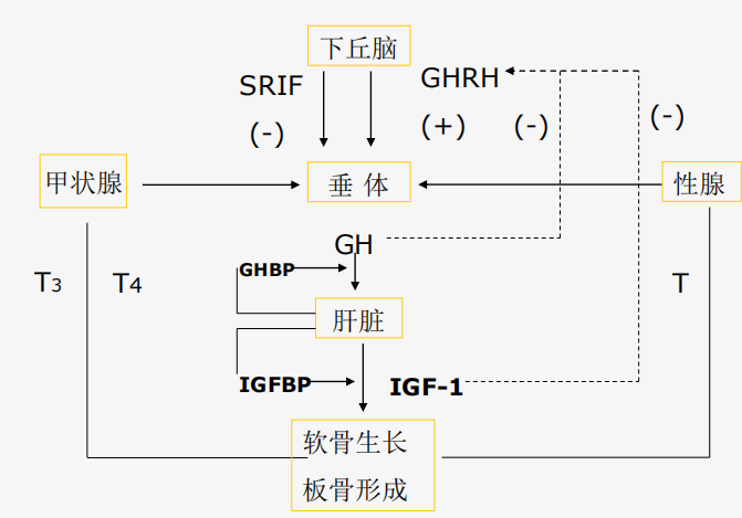 孩子没少吃，就是不长个，怎么办呢？