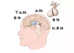 莫恐慌！您对生长激素了解吗？