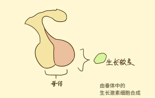 生长激素和防腐剂？你知道吗