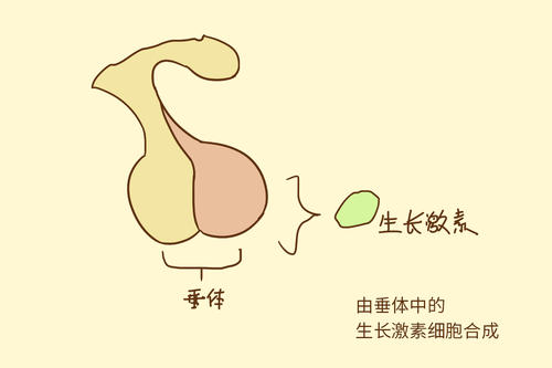 安苏萌生长激素比活性最高，是否含有防腐剂？ 