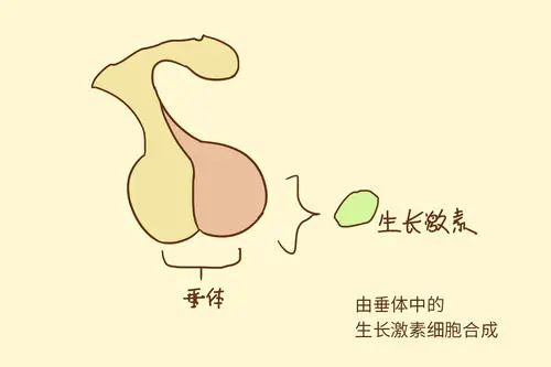 使用生长激素要注意什么