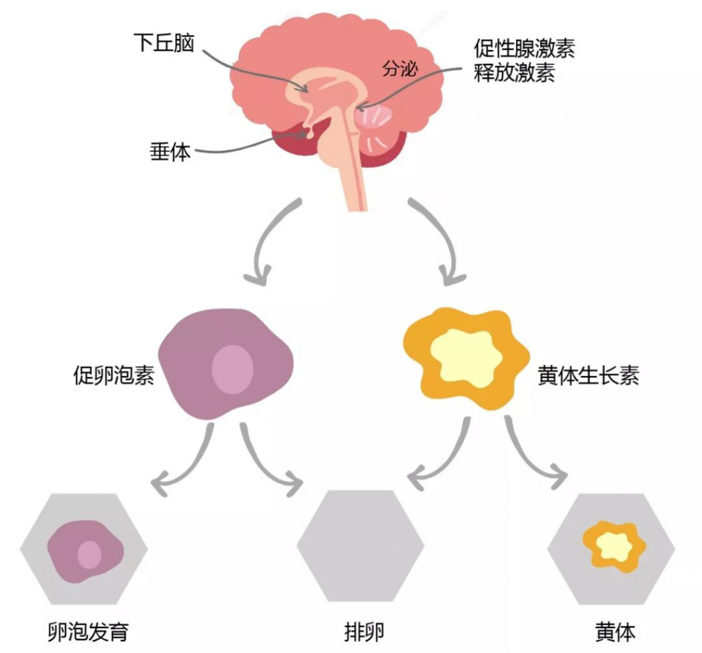 性激素