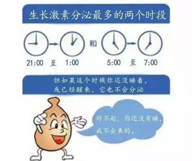 生长激素分泌