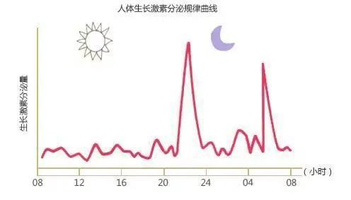 生长激素分泌