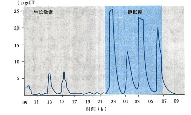 生长激素分泌