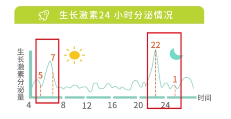 生长激素分泌