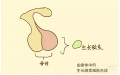生长激素规范监测科普,依据 2024 诊疗指